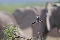 Amboseli — Lanius collaris with Loxodonta africana