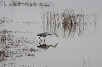 Hong Kong - Ardea cinerea Hunting In the Shallows