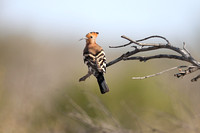 Upupa africana