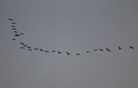 Cormorants in Formation