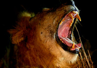 Lions on an African Buffalo Kill