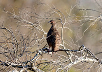 Juvenile Pternistis swainsonii