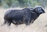 African Buffalo's Life