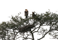 Tawny Eagle Pair
