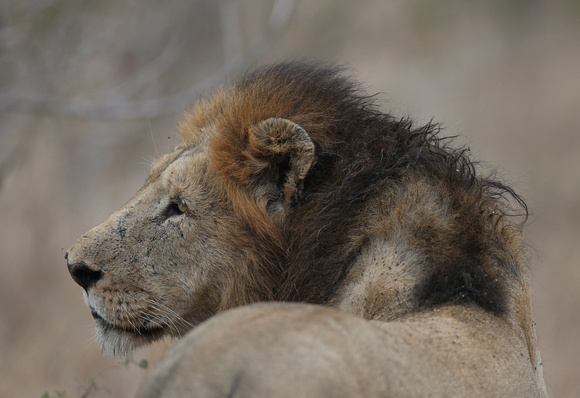 Well-Used Mane