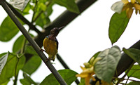 Singapore - Brown-Backed Sunbird in a Vine's Shade