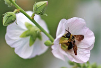 World Flower Garden - Xylocopa sp. (Carpenter Bee)