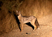 Side-Striped Jackal on a Track at Night