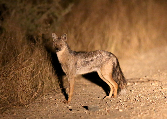 Side-Striped Jackal on a Track at Night