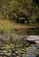 Wetland Discovery Centre Ponds