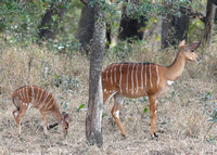 Nyala May Safely Graze