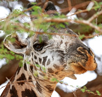 Tsavo West — Elderly Male Giraffe