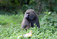 Kenya - Papio anubis "Nyani"