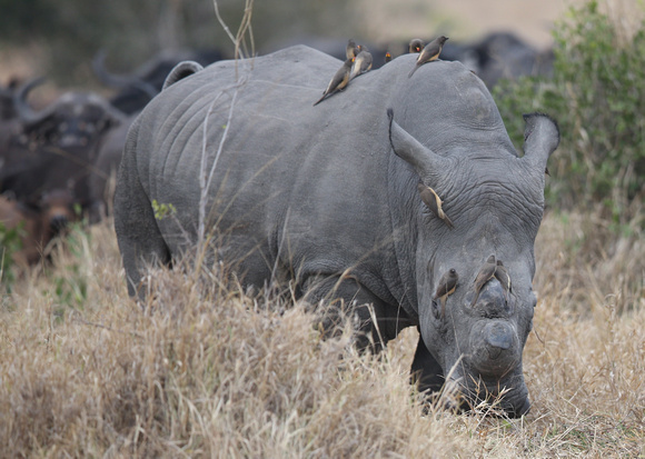 Ten Oxpeckers Riding Along