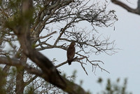 Brown Snake Eagle on a Branch