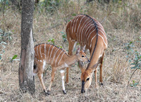 Tragelaphus angasii Calf