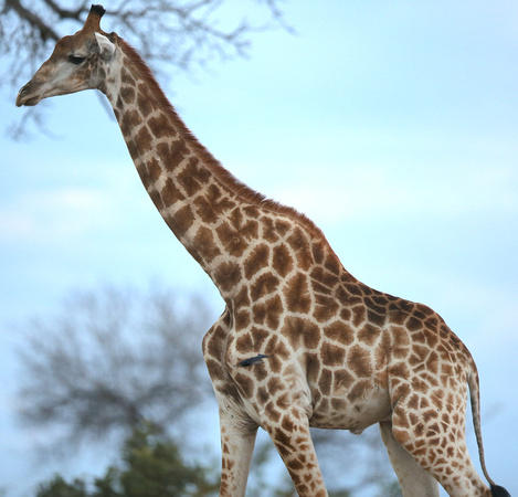 Drongo Flying Past a Giraffe