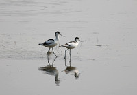 Love Among the Avocets