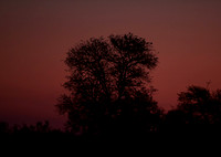 Manyeleti Dusk on First Game Drive