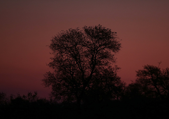 Manyeleti Dusk on First Game Drive