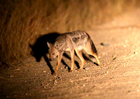 Cautious Lupulella adustus