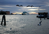Venice - Zattere Gulls