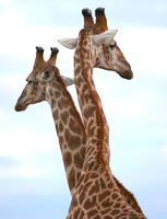 Les Girafes