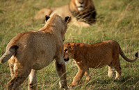 Kenya - Playing Lion Cubs