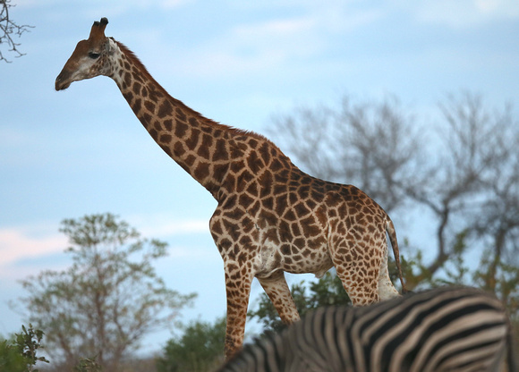 Zebra in front of Giraffe