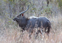 Herd Guardian Nyala