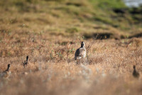 Natal Spurfowl with Young