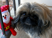 Christmas Peke Diji