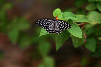 香港 - Papilio clytia (Common Mime) on Tai Lei