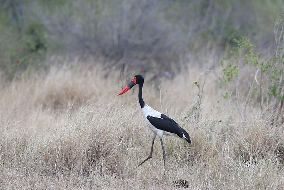 Ephippiorhynchus senegalensis