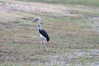 Juvenile Ephippiorhynchus senegalensis