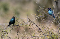 Cape Glossy Starling Pair