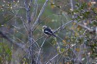 White-crested Helmetshrike in a Tree