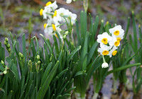 Hong Kong - Narcissus in the Wetland Park