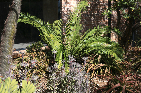 Hoedspruit Eastgate Airport Vegetation