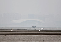 Hong Kong - Deep Bay Bird Flocks Viewed from the Hide