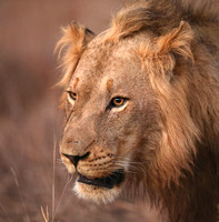 Panthera leo Headshots