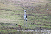 Long-legged Saddle-billed Stork