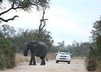 Elephant Right-of-Way