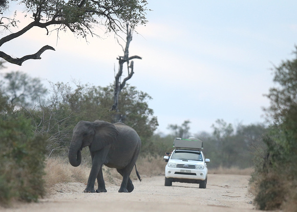 Elephant Right of Way