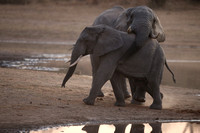 Elephant Behavior