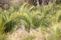Senegal Date Palm