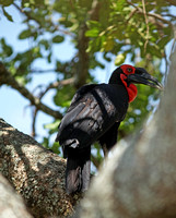 In a Tree-Cleft