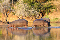 Evening Hippos