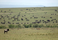 Kenya - Approaching the Great Wildebeest Migration