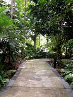 Singapore - National Botanic Gardens Walkway (S95 Images)